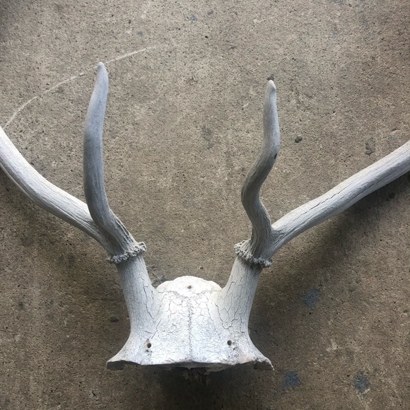 HOLD Vintage | Boho Deer Antler Rack Decor - Picture 3 of 16